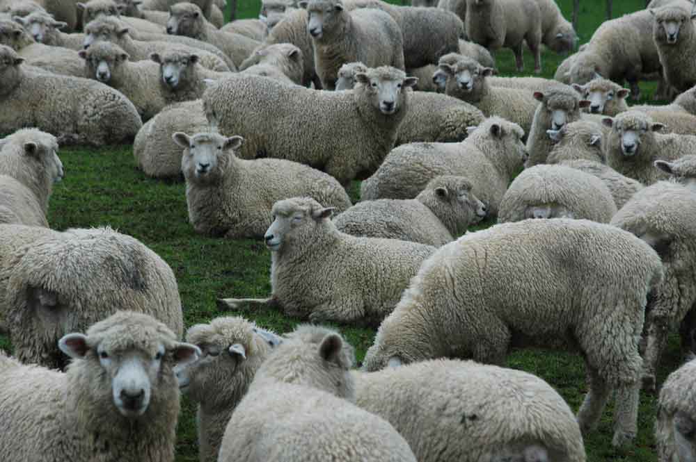 Oveja - Nueva Zelanda 1.jpg